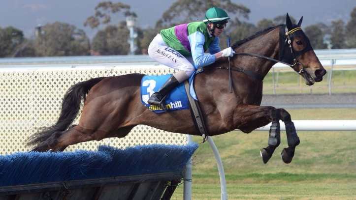 2017 SA Grand National Steeplechase Winner Angelology
