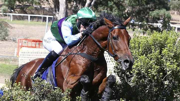 Zed Em Wins Great Eastern Steeplechase Image Credit Sarah Reed